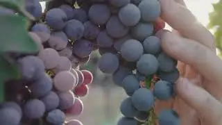 Vi&ntilde;a Santa Rita, a Maipo Valley Treasure, Chile.