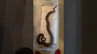 1.0 66% Het Anery Het Albino #boaconstrictor #reptiles #animals #snake #Aneryboa #worldsnake