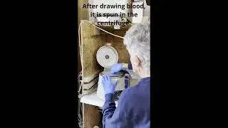 Patient 25-028 Barn Owl