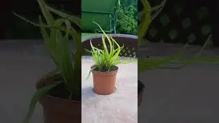 Drosera regia po polsku Kr&oacute;lewska rosiczka liście w naturze uzyskują długość ponad 0,5 metra#nature