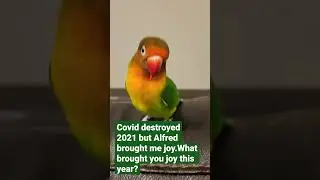 What brought you joy this year?#lovebirds #shorts
