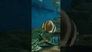 🐠 Exploring Phuket Aquarium | Thailand&rsquo;s Underwater World! 🌊🇹🇭