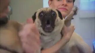 pug screaming x1000 (70 sub special)