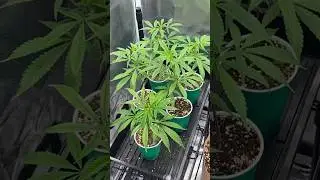 The Different Stages of Growing Cannabis //  Veg , Clone , & Flower #cannabiseducation