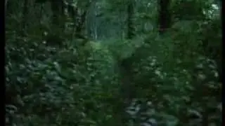 Here comes the dog, strong and brave