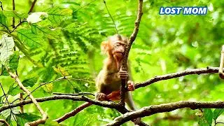 LOST MOM...Rainbow was feeling deeply sad and lonely on the 🌴🌴🌴