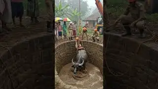 Shocking Village Rescue Massive Buffalo Pulled from Deep Well in Dramatic Operation!