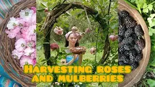 Foraging in the Forest ~ Herbs and Berries of Spring!