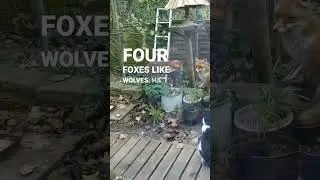 Feeding a family of wild red fox