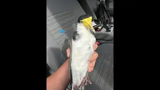 Plover Rescue