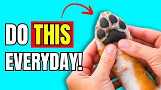 12 Things Dogs Love That ONLY 2% Owners Actually Do!
