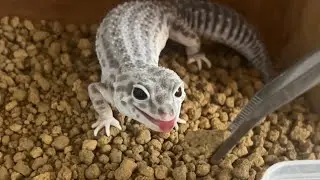 人工飼料大好きなヒョウモントカゲモドキ【爬虫類】ペットにご飯をあげます