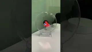 Mini18 Holographic Fan: The Secret Weapon for Jaw-Dropping Visuals!