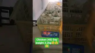 Chicken Day (40) Weight #animals #broilerchicken #shortsvideo #viral #poultry #shorts