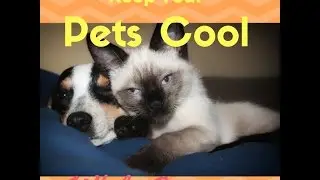 How to Keep Dogs Cats and Pets Cool in your RV or Camper! Travel with Pets