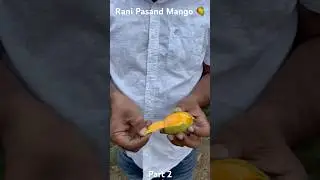 Rani Pasand Mango 🥭 | Jagrati Farm Product | #mango #ranipasandmango #trending #shorts #india