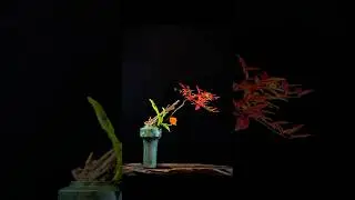 Maple leaf branch flower arrangement #asmr