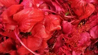 Coconut🥥Hibiscus🌺 Oil #trendingvideo #longhairgrowthtips #hairgrowth #haircare #coconutoil 