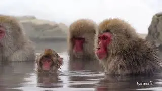 Harmonic 4K Video Snow Monkeys in 4K UHD 60 FPS