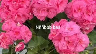 Beauty of nature #rose#flower#tulip#spring#garden#viral video #video#beautiful rose#nature#gardening