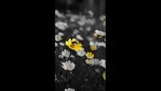 Little Bee Learning How to Fly