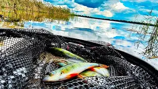 WYZWANIE: 30 OKONI W 3 GODZINY! | SPINNING NA JEZIORZE