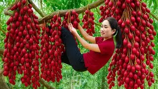 Brave Woman Climbs Tall Tree to Harvest Red Ambarella Fruits - Sell Them at the Rural Market