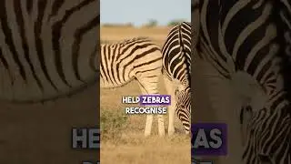 Unique Zebra Stripe Patterns Explained