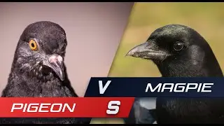 Pigeon vs Magpie Battle For Food | Last Bird Standing Wins
