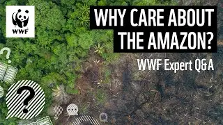 Why care about the Amazon? | WWF Expert Q&A
