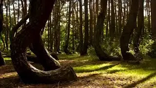 CREEPIEST Forests in the World