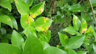 Leaf Spot Disease on Ligustrum
