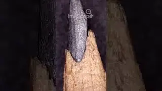 What Pencil Really Looks Like Up Close  #Microscope #Shorts #Pencil #Graphite