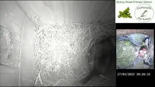 Bysing Wood Primary School Bird Box Live Stream