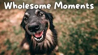 The WORLD'S Most HONEST DOG 😱 | Wholesome Moments
