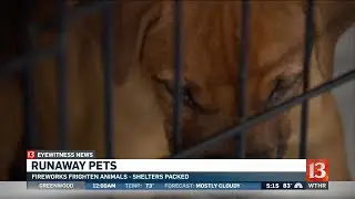 Shelters packed with runaway pets