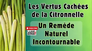 Les Vertus Cach&eacute;es de la Citronnelle : Un Rem&egrave;de Naturel Incontournable