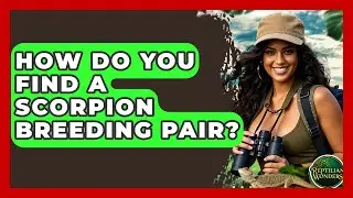 How Do You Find A Scorpion Breeding Pair? - Reptilian Wonders