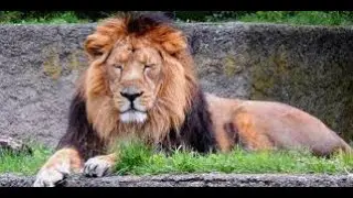 Power of Bihari | Why Bihari are Intelligent by  raja babu