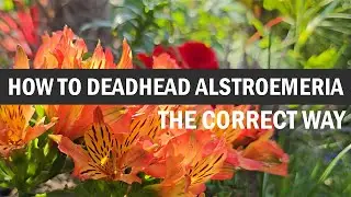 Listen for the pop! How to correctly deadhead Alstroemeria