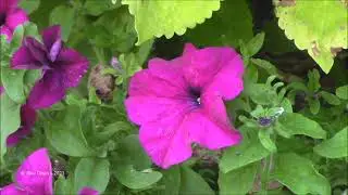 Rosetta McClain Gardens