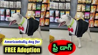 good quality Americanbully dog for free adoption in telugu/6200638058 /aj pets