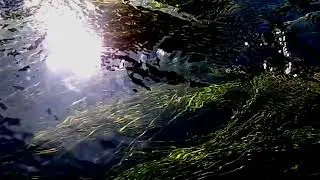 Audium Sound Hour: Frogs