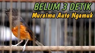 PANCINGAN PENGGACOR MURAI BATU DIAM PALING JITU‼️KRETEKAN TAJAM PENJEBOL EMOSI MURAI BATU DIAM AJA