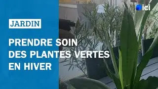 Prendre soin des plantes vertes en hiver : Les conseils de Roland Motte