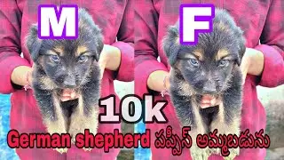 Quality German Shepherd Puppies at Budget Prices  9398394514 | Nellore Dog Sale 