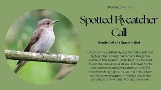 Spotted Flycatcher Call Song | The Gentle Song of a Graceful Bird