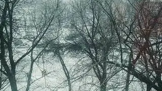 Webodors.Spring.Snowstorm on March 23, 2020. Harmony of nature.