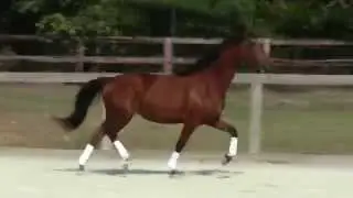 DEM Peiley 2009 Lusitano Mare