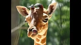 Giraffe Town: HARDLY TIMED JUMPS